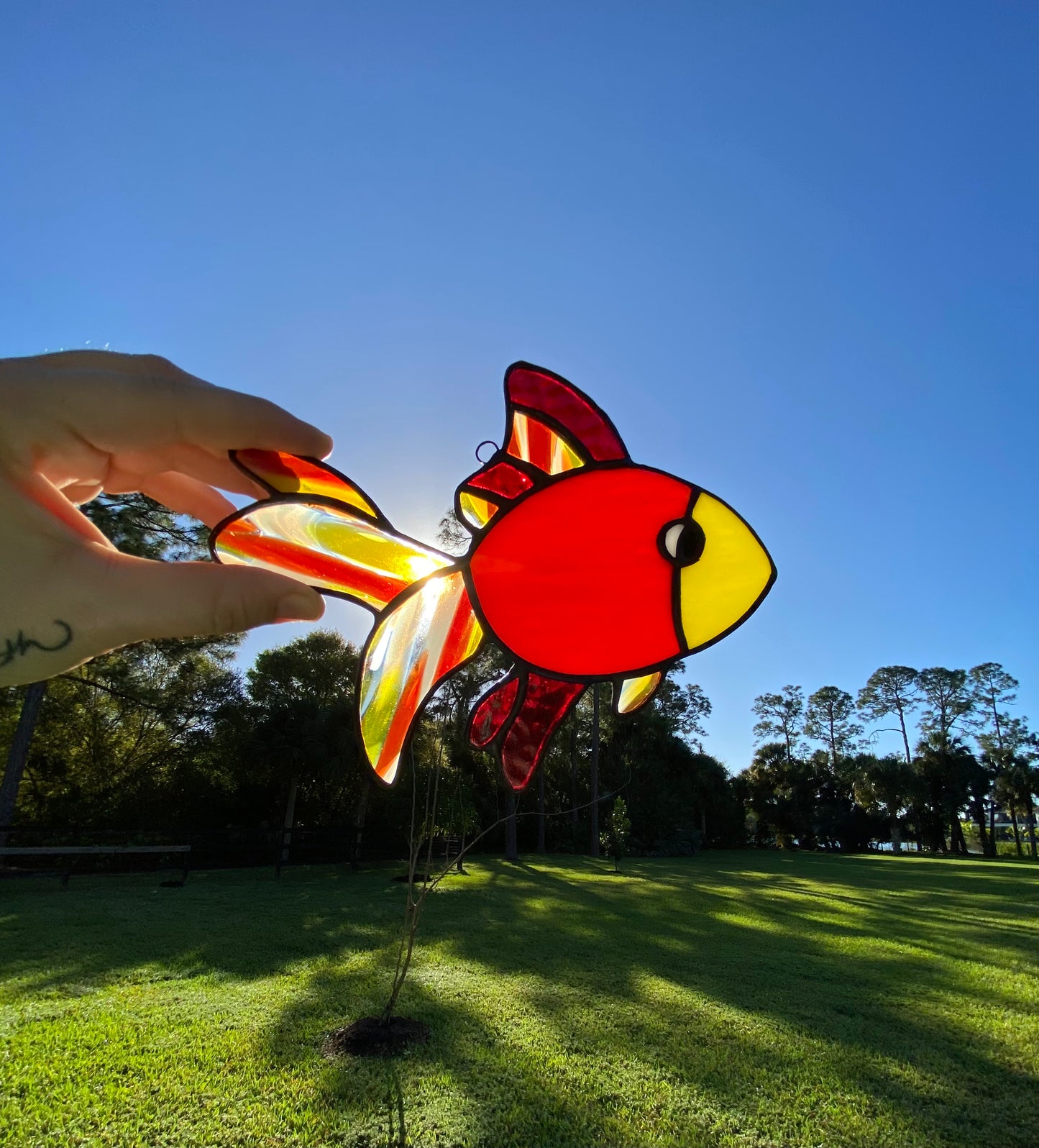 Fancy Fins