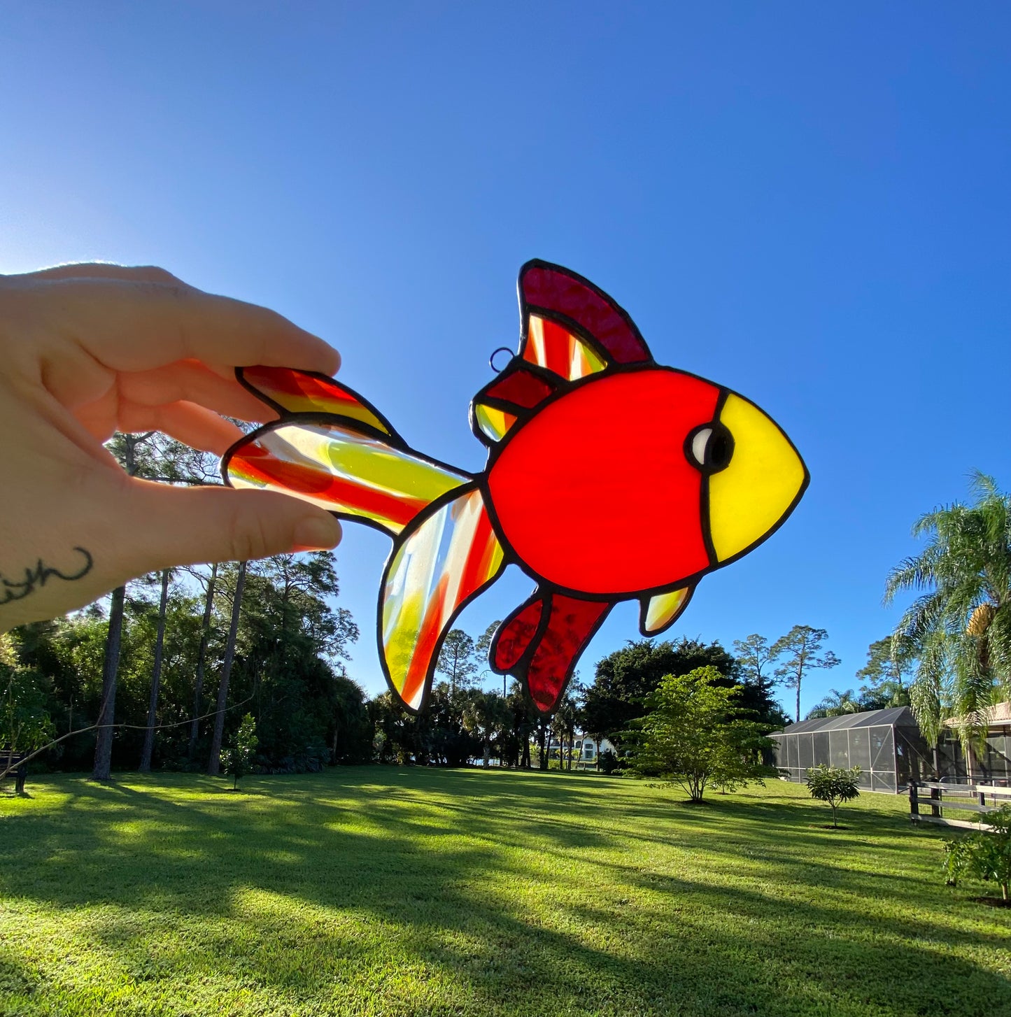 Fancy Fins