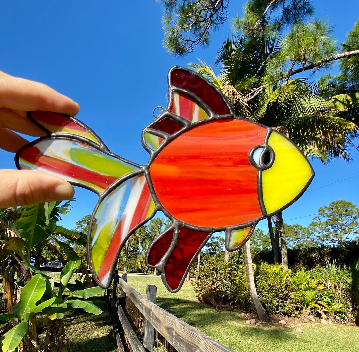 Fancy Fins